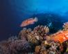 Reef scape with coral trout