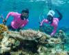 Two snorkellers underwater floating behind a crown-of-thorns starfish
