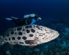 Photo of diver with large cod