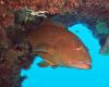 Coral trout