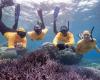 Four snorkellers surveying reef with clipboards