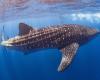 Large whale shark swims by with snorkellers in the background.
