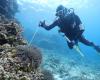 Diver swimming on the reef with a large needle injecting a crown of thorns starfish.