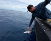 Reel Destinations angler, Dyllon Schulz unhooking a shark beside the boat while fishing on the Reef