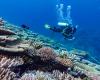 AIMS diver surveying reefs