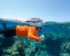 Half underwater, half surface photo showing a snorkeller assessing Reef health.