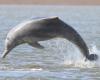 A humpback dolphin leaps out of the water.
