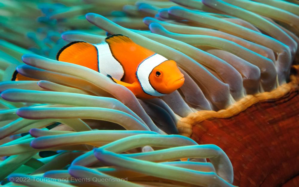 Clownfish in an anemone image - Great Barrier Reef Marine Park - Australia - © Commonwealth of Australia – (Reef Authority) - Photographer: Johnny Gaskell