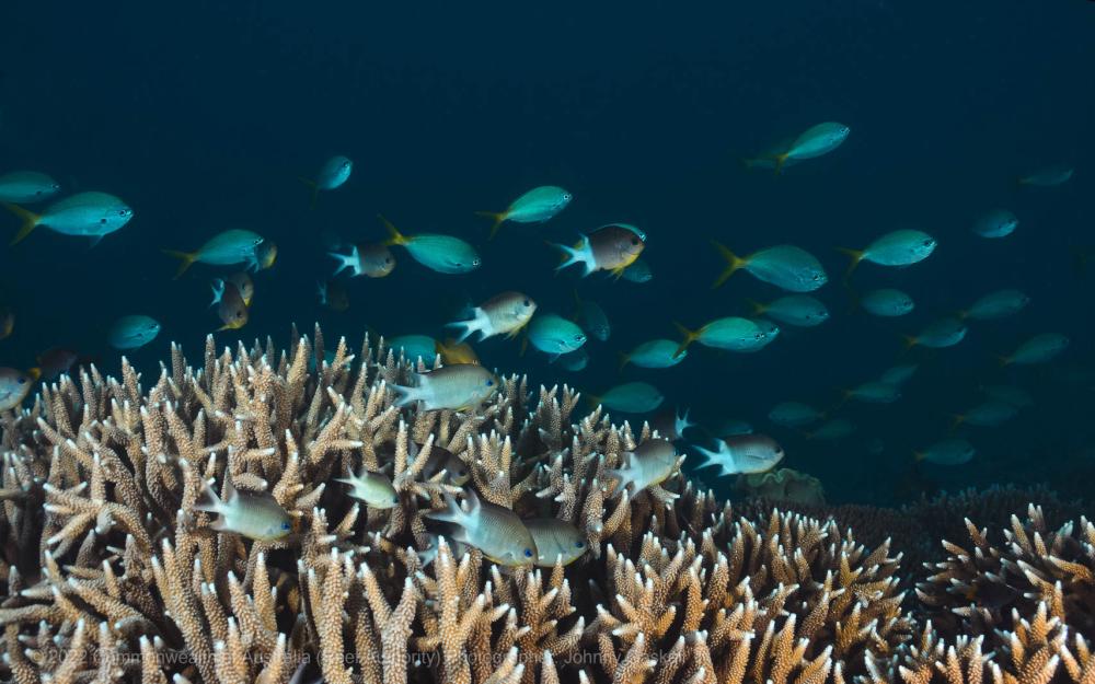 Coral reef and fish photograph - Great Barrier Reef Marine Park - Australia - © Commonwealth of Australia – (Reef Authority) - Photographer: Johnny Gaskell
