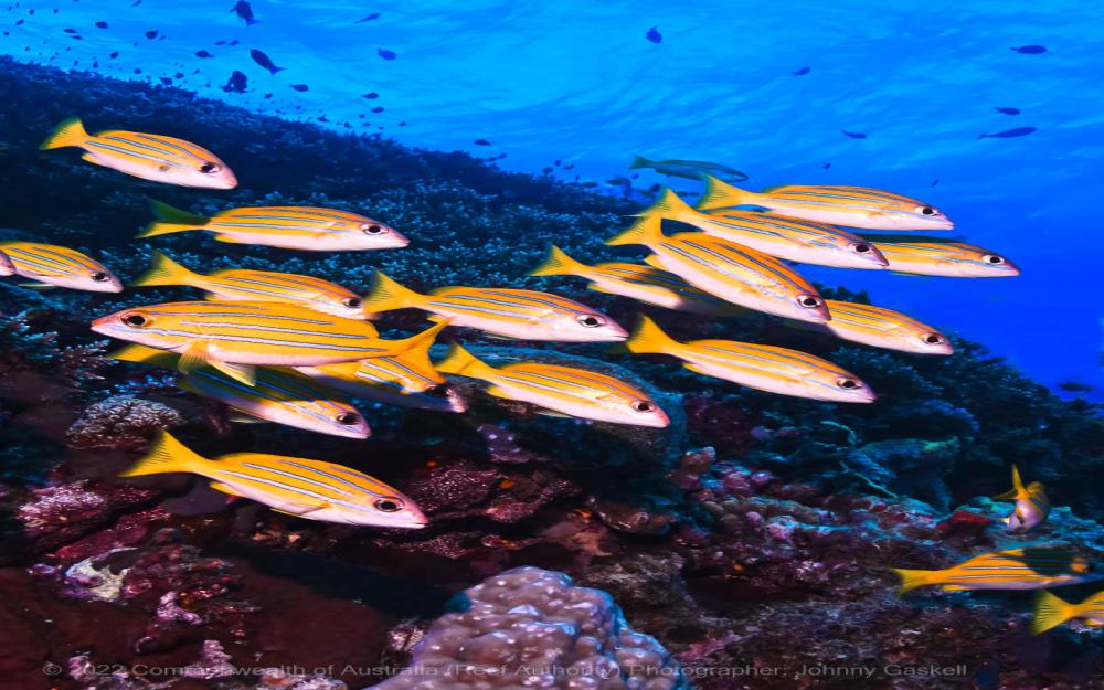 School of fish image – Great Barrier Reef - © Commonwealth of Australia – (Reef Authority) - Photographer: Johnny Gaskell