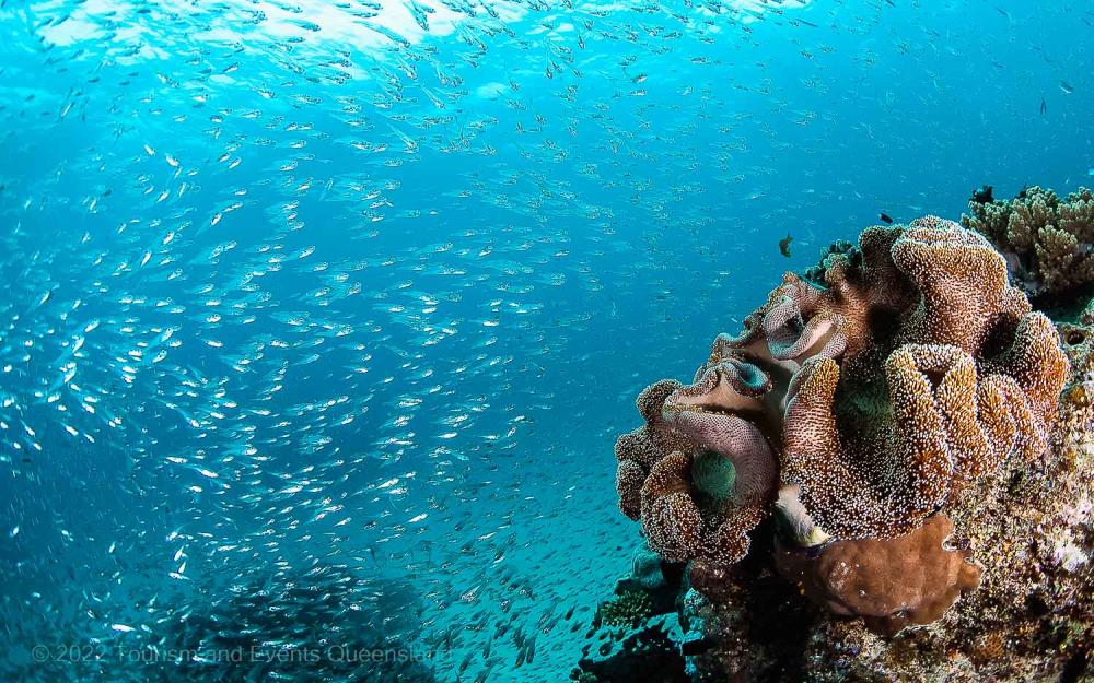 School of fish and coral bommie photo – Australia - © Tourism and Events Queensland
