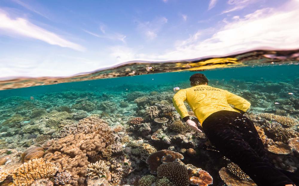Master reef guide swimming over coral photo - Great Barrier Reef – Australia - © Tourism and Events Queensland