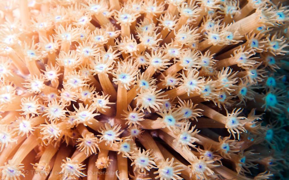 Macro close up photograph of coral found on the Great Barrier  – Australia - © Tourism and Events Queensland