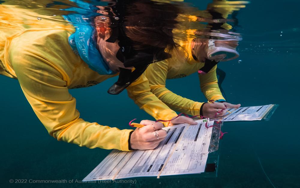 In water surveys with Master Reef Guides
