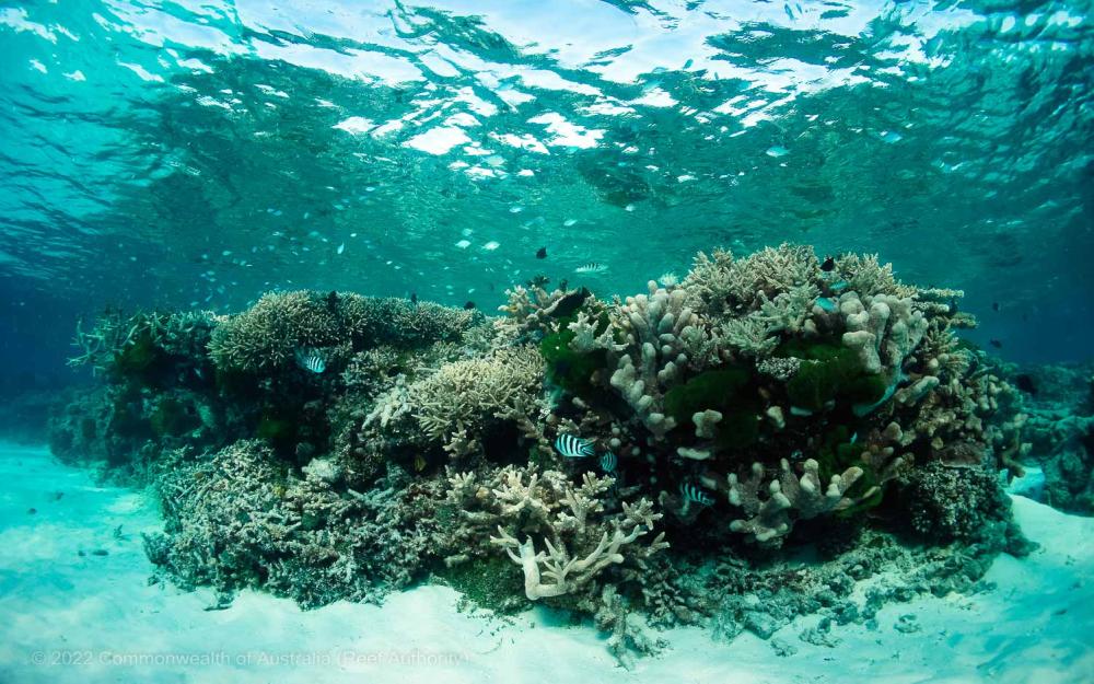 Corals - Great Barrier Reef - Copyright-Commonwealth of Australia (Reef Authority)