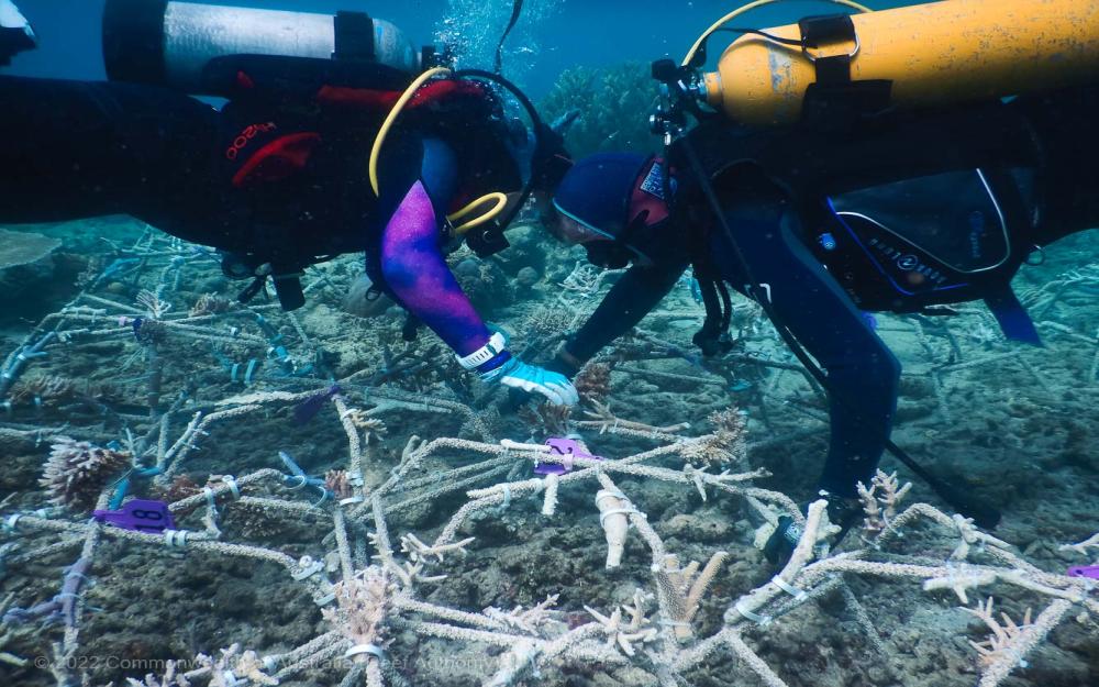 Green Island Reef Stars - Commonwealth of Australia (Reef Authority)