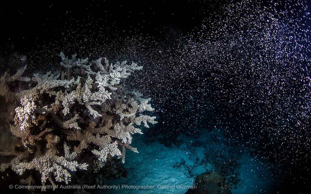 © Commonwealth of Australia - (Reef Authority) Photographer - Gabriel Guzman 9.jpg
