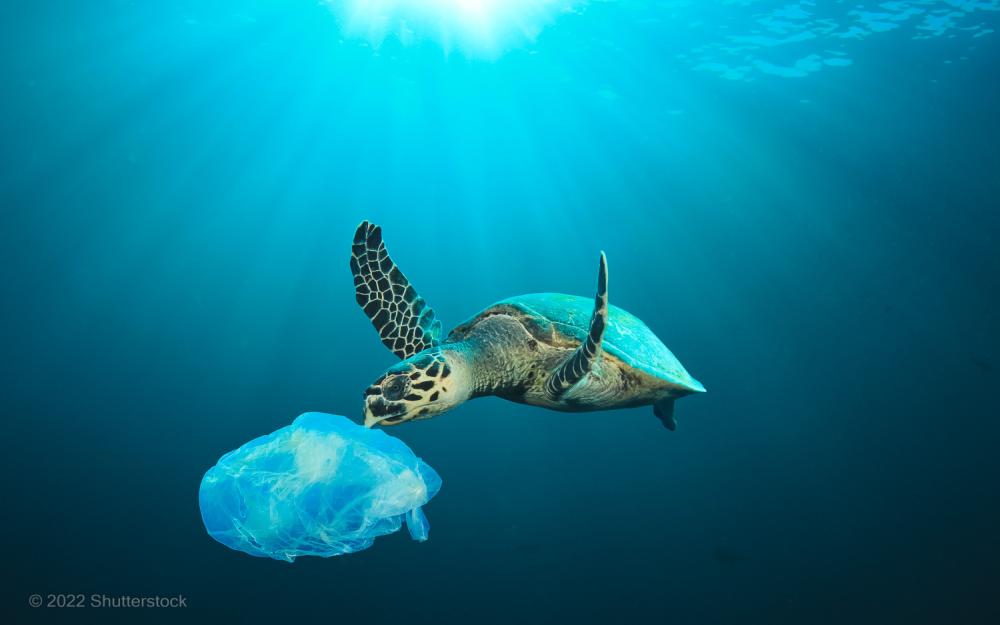 Turtle with plastic bag