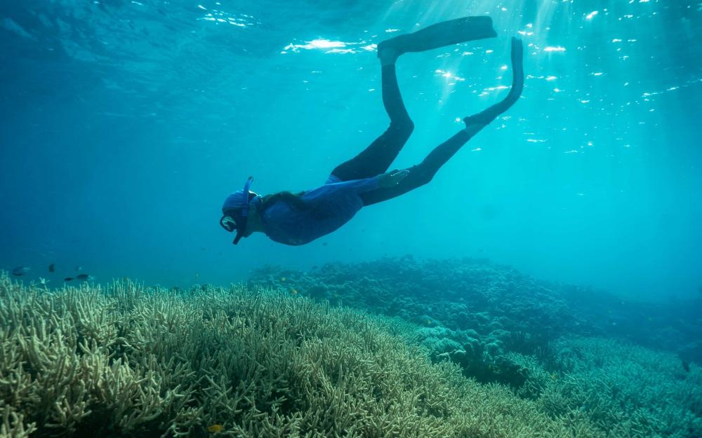 Snorkeller descending towards coral on a reef
