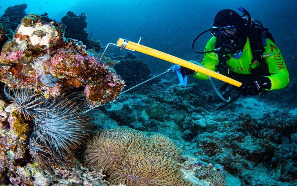 © Dr-Rick-Abom-RRRC-COTS-Diver