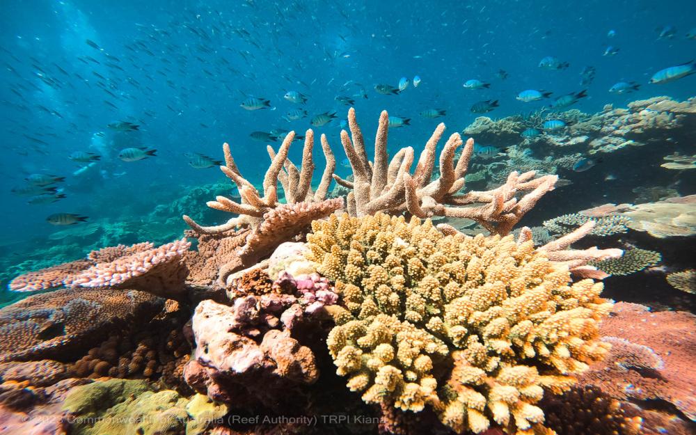  Tourism Reef Protection Initiative ©-Kiana-Centre-of-a-RHIS-Survey-100%-Coral-Cover