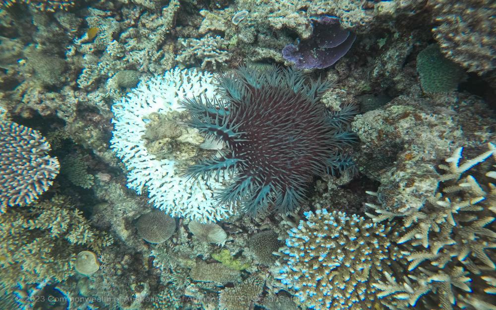 ©- Tourism Reef Protection Initiative-Ocean-Safari-Crown-of-thorns