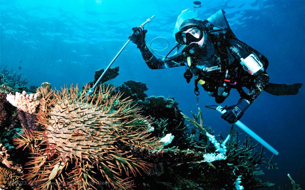 Crown-of-thorns starfish and diver © Commonwealth of Australia (Reef Authority) 