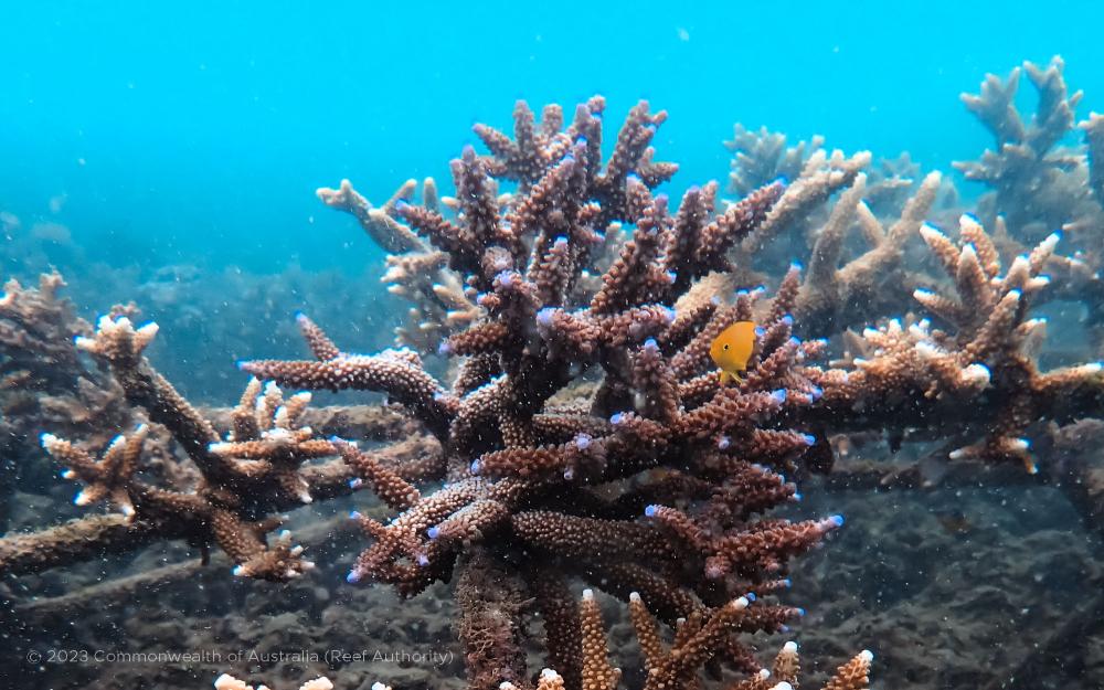 Monkey Reef lemon damsel reef stars © Commonwealth of Australia (Reef Authority)
