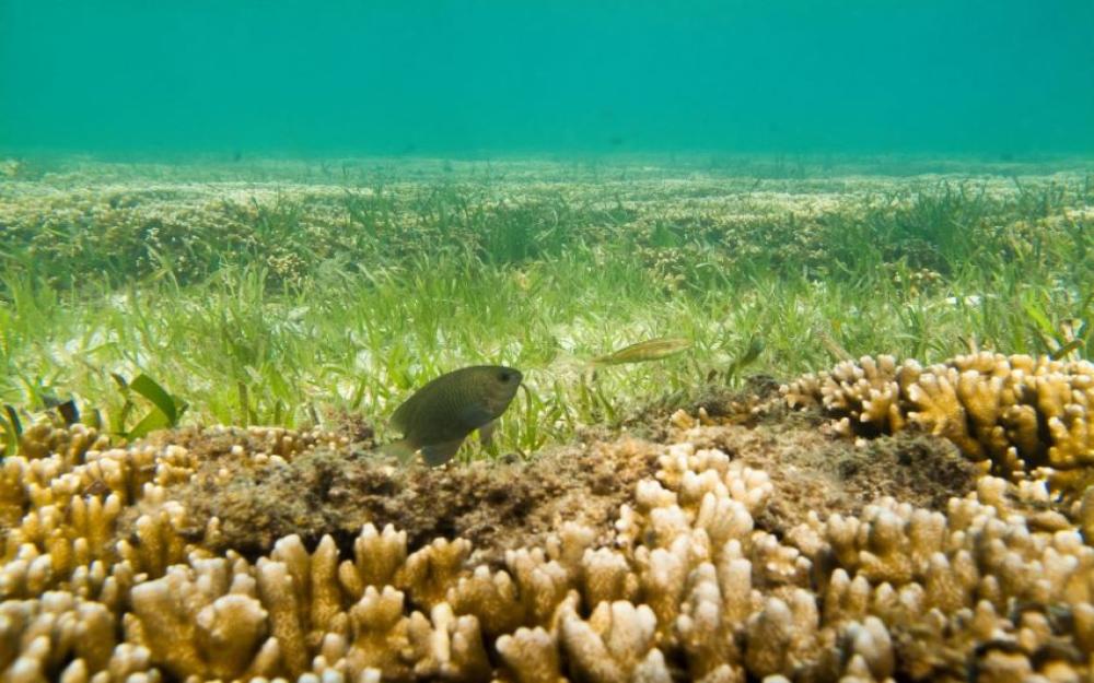 Fish swimming among coral with green seagrass in background