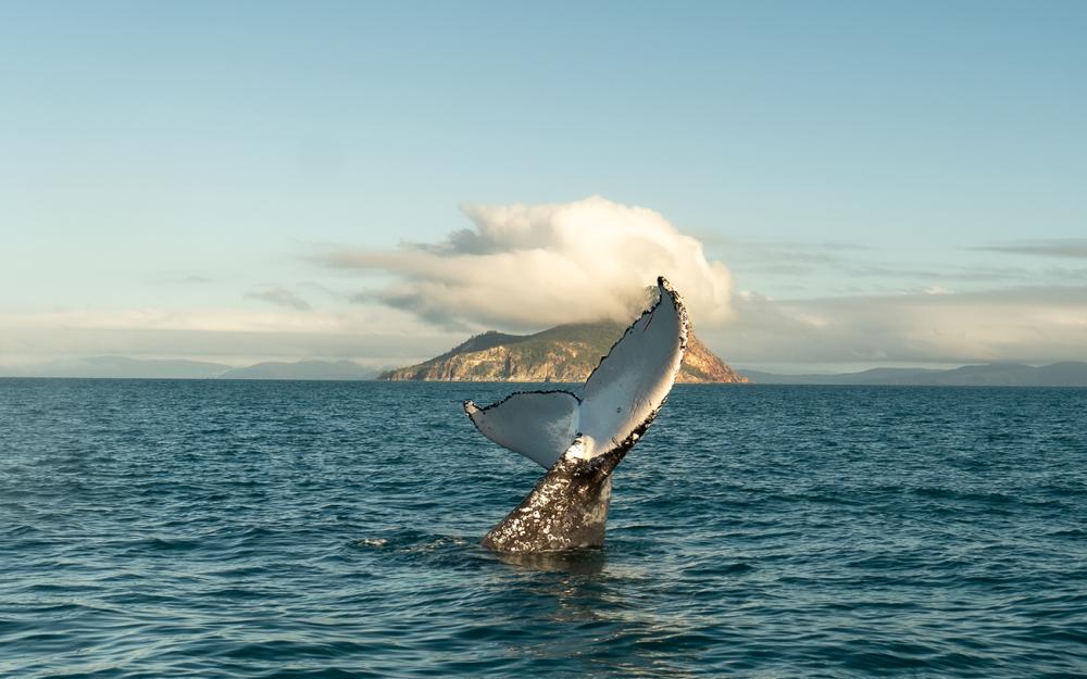 Humpback whale