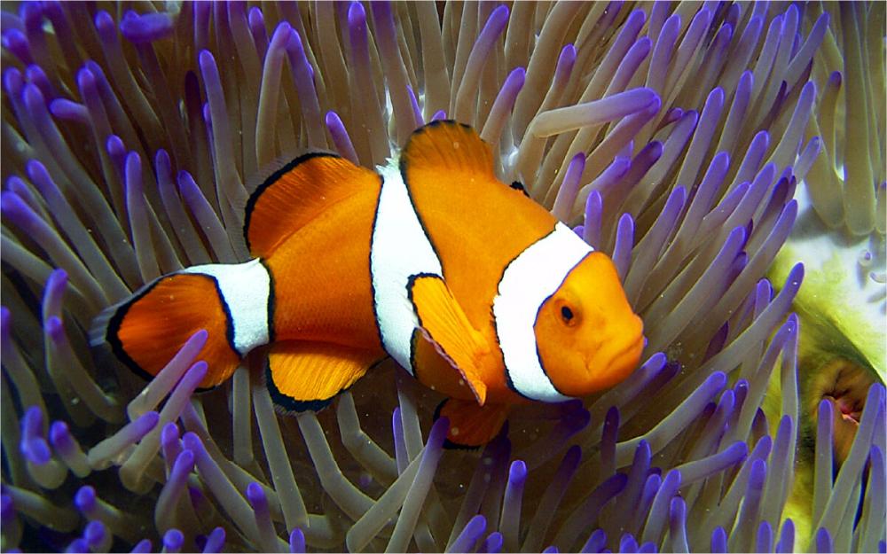 Clown fish in anemone
