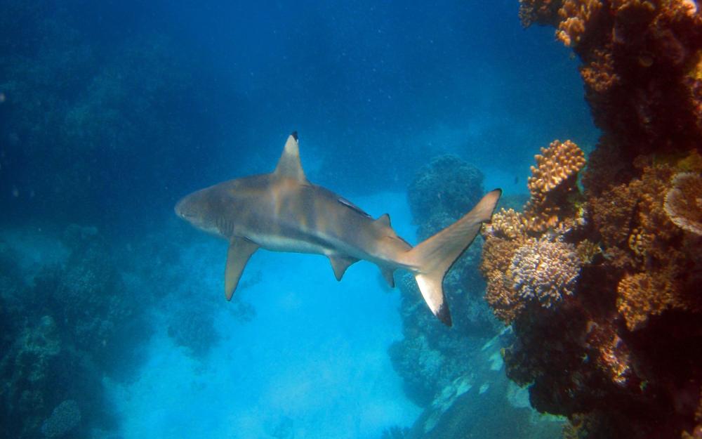 Black tip reef shark swims amongst coral on the Great Barrier Reef
