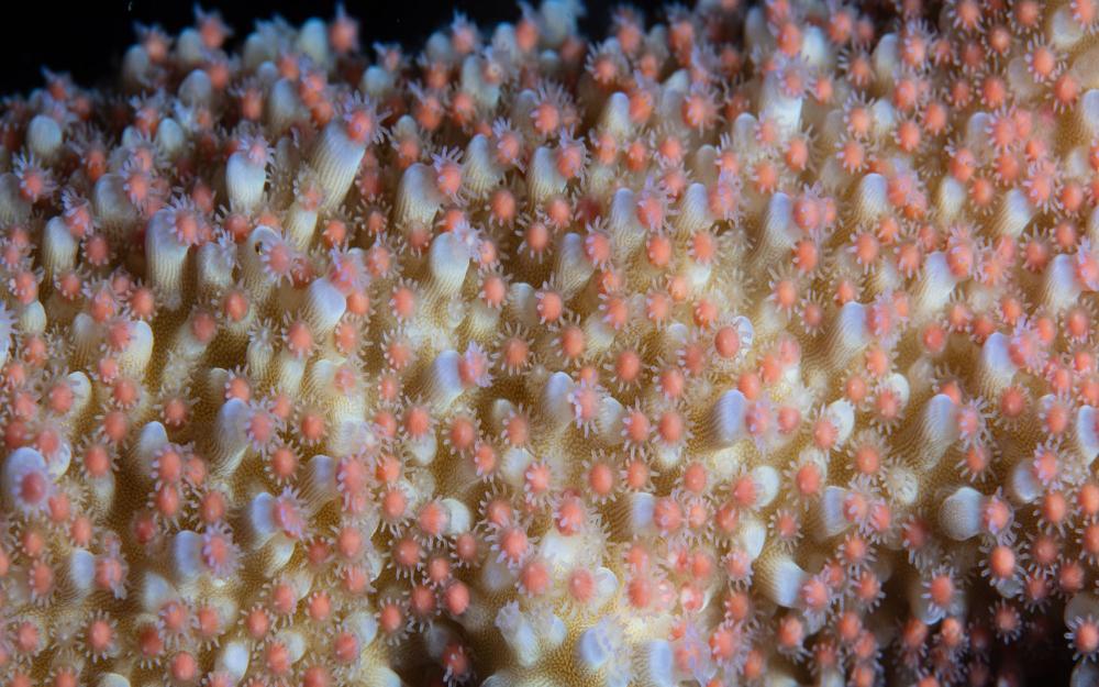 Egg and sperm bundles being released by coral polyps