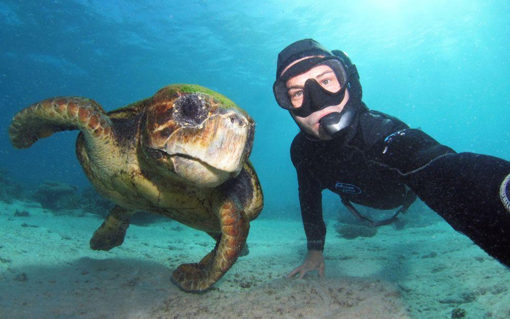 A snorkeller poses with a Green sea turtle