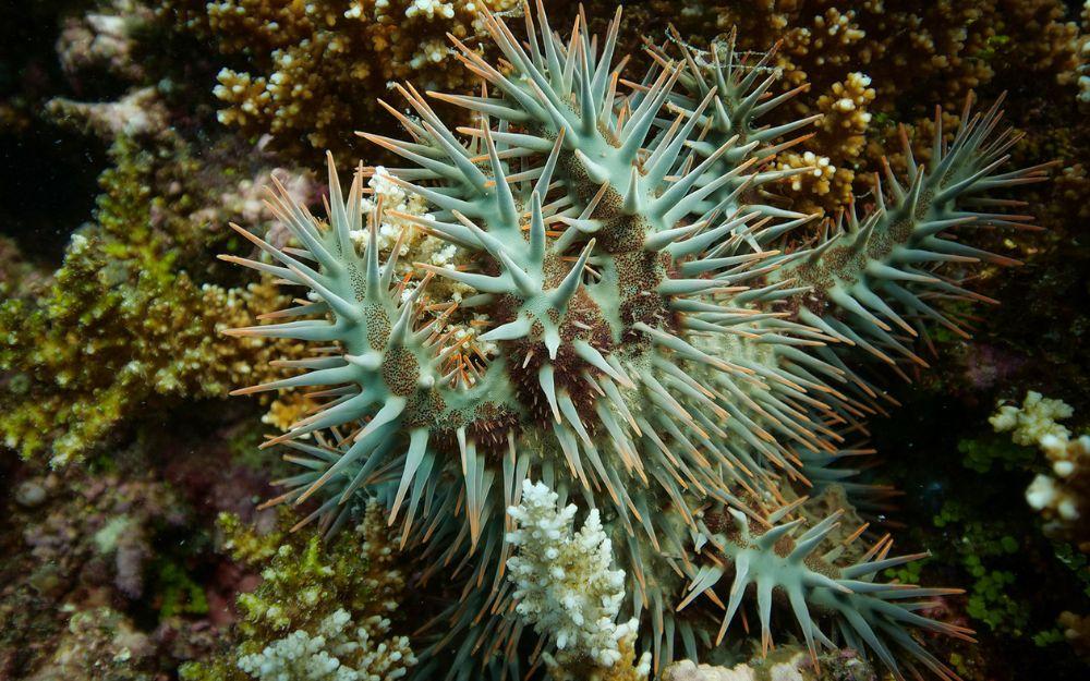 Crown-of-thorns starfish eating coral