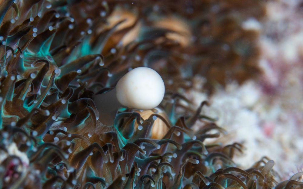 Close up image of a bundle of coral spawn emerging from a piece of soft coral