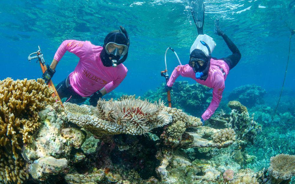 Two snorkellers underwater floating behind a crown-of-thorns starfish