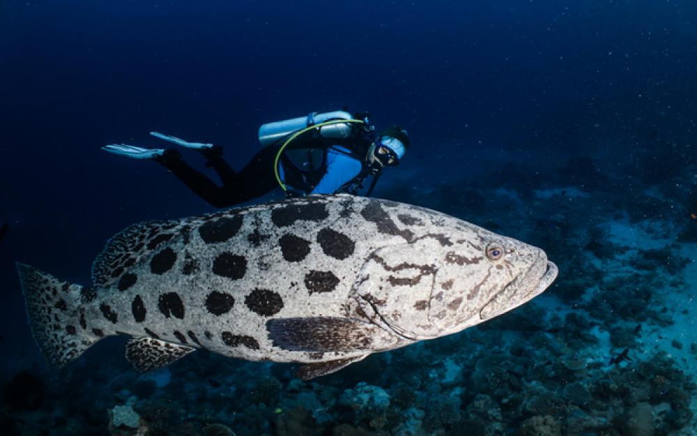 Photo of diver with large cod