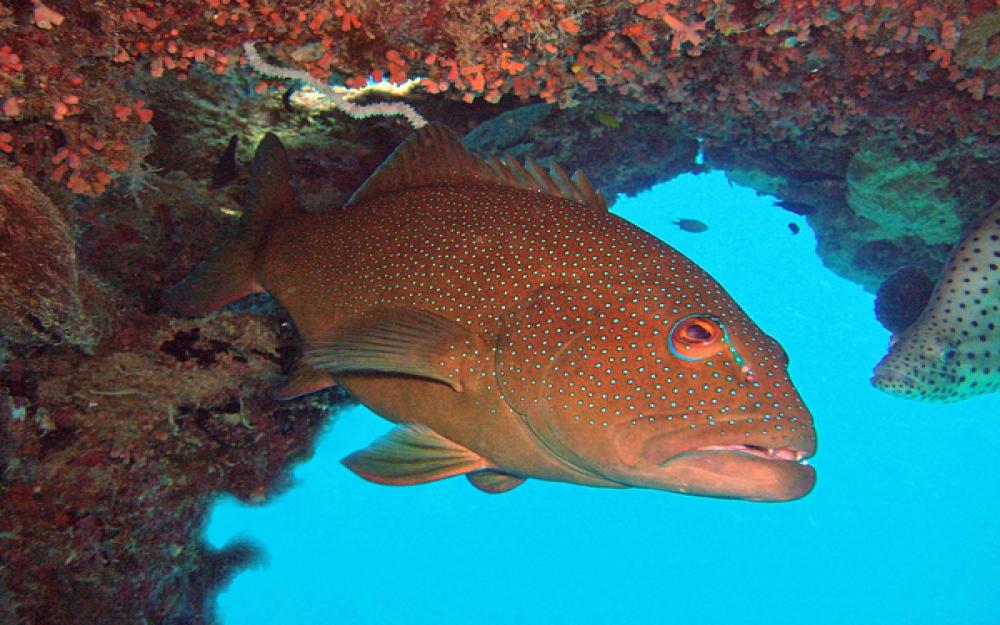 Coral trout