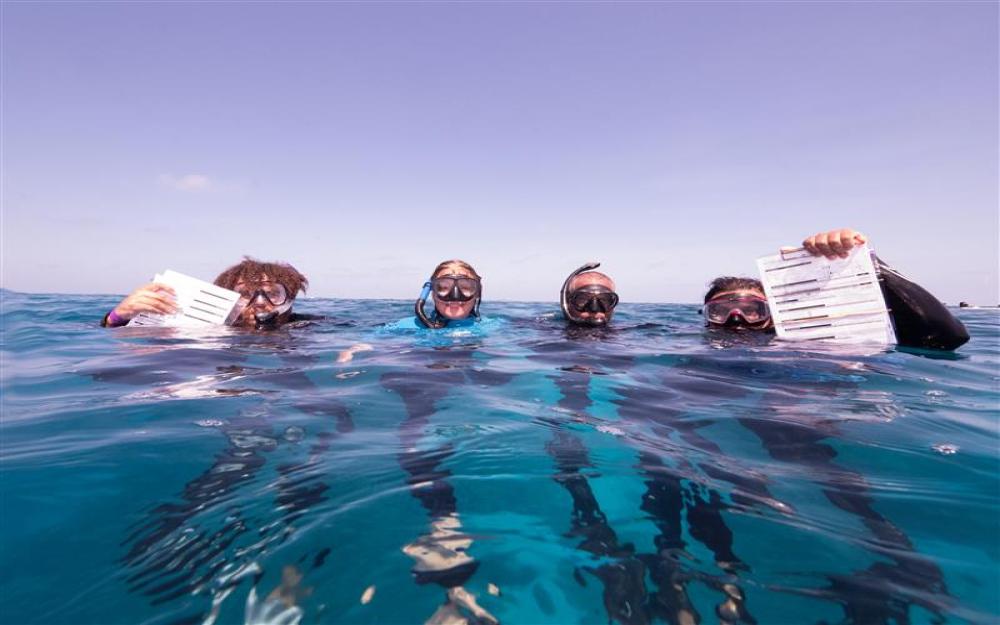 Snorkellers in water holding survey forms