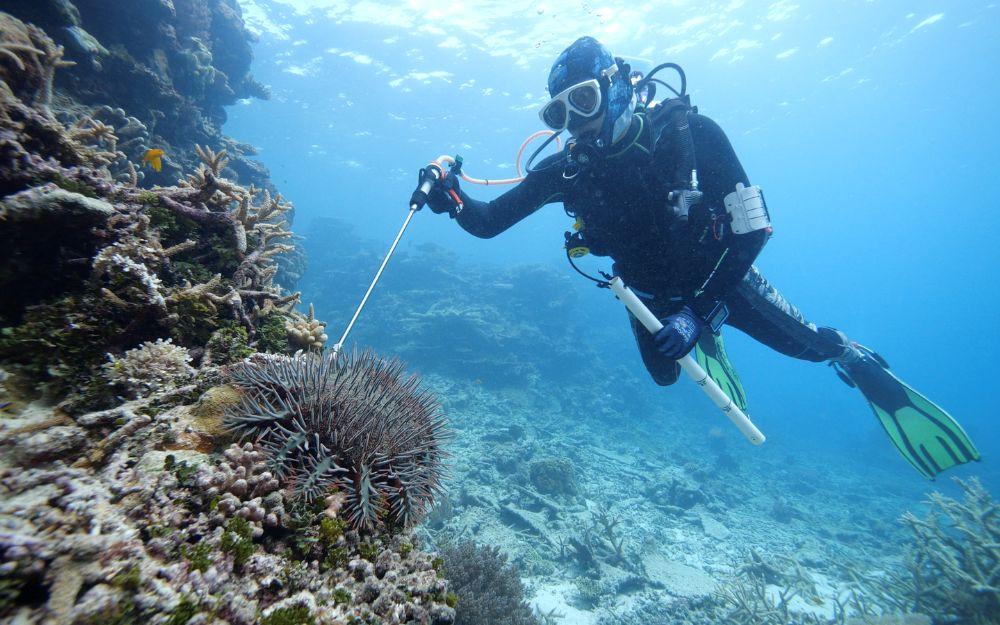 Diver swimming on the reef with a large needle injecting a crown of thorns starfish.