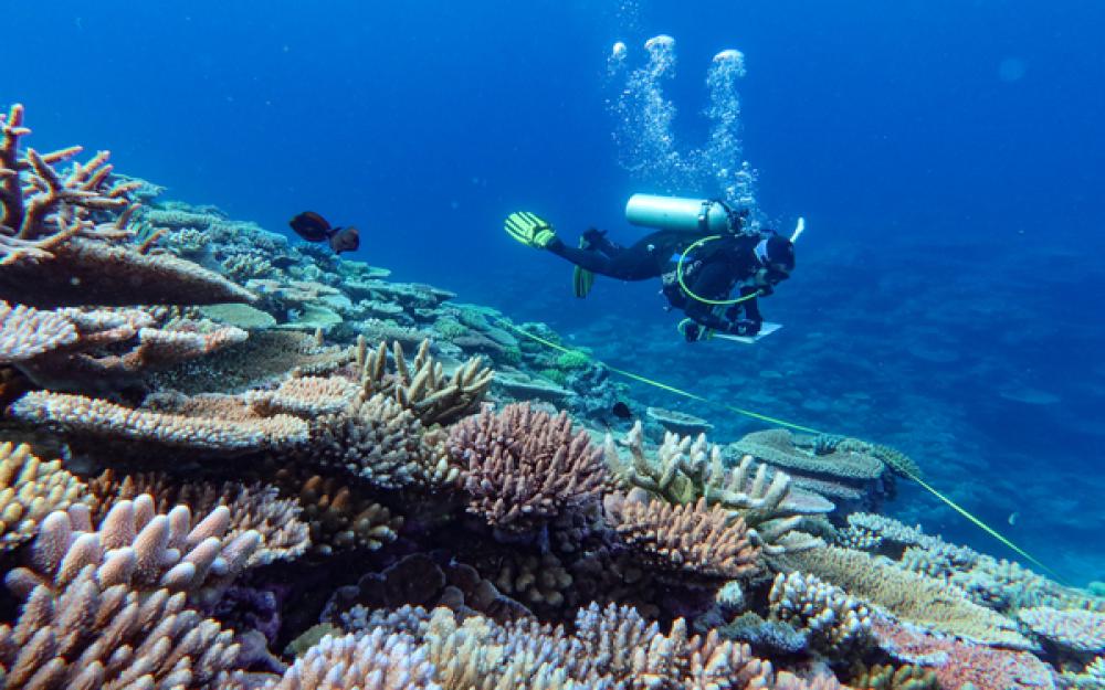 AIMS diver surveying reefs