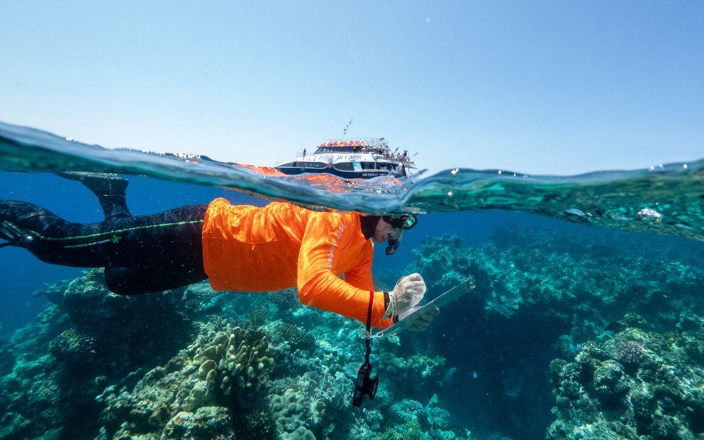 Half underwater, half surface photo showing a snorkeller assessing Reef health.