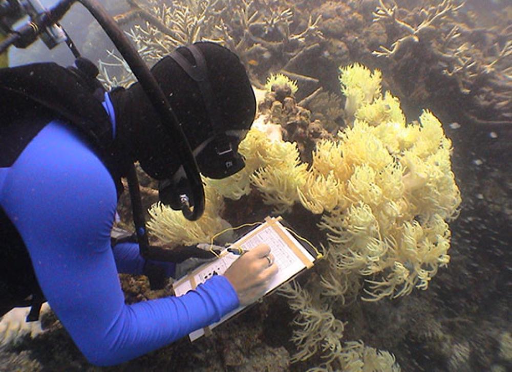 Diver undertaking a coral assessment at Thetford Lagoon