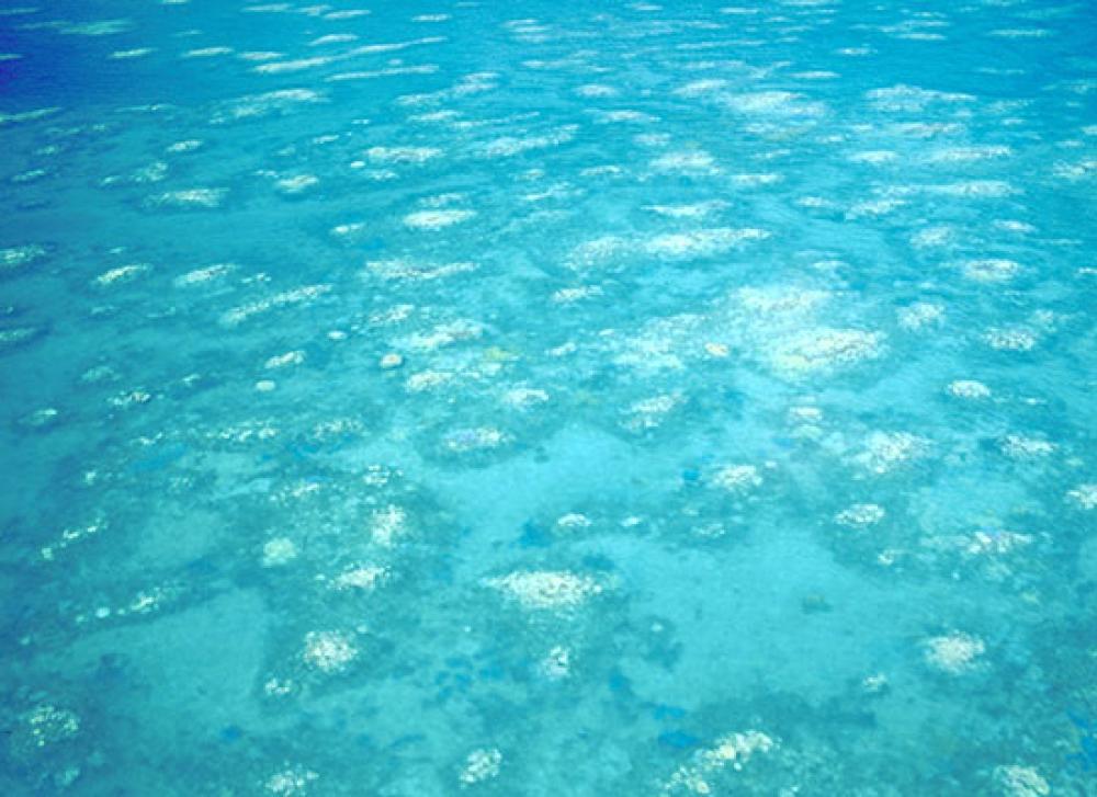 Coral bommies on Otter Reef show high level of bleaching, following heavy flooding and high temperatures in the region