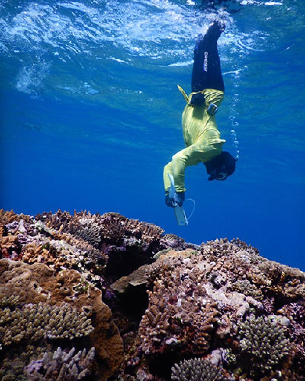 Crown-of-thorns Starfish (COTS) monitoring in Capricorn and Bunker Groups