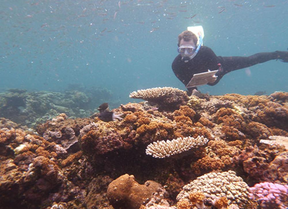 Diver undertaking assessment following Cyclone Yasi