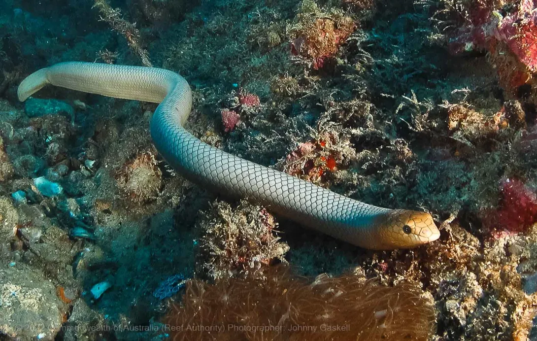 Sea snake reptile photograph – © Commonwealth of Australia – (Reef Authority) - Photographer: Johnny Gaskell