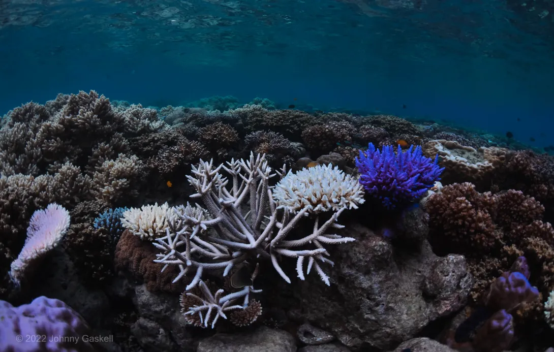 Coral Bleaching Threats to the World Heritage Great Barrier Reef Marine Park