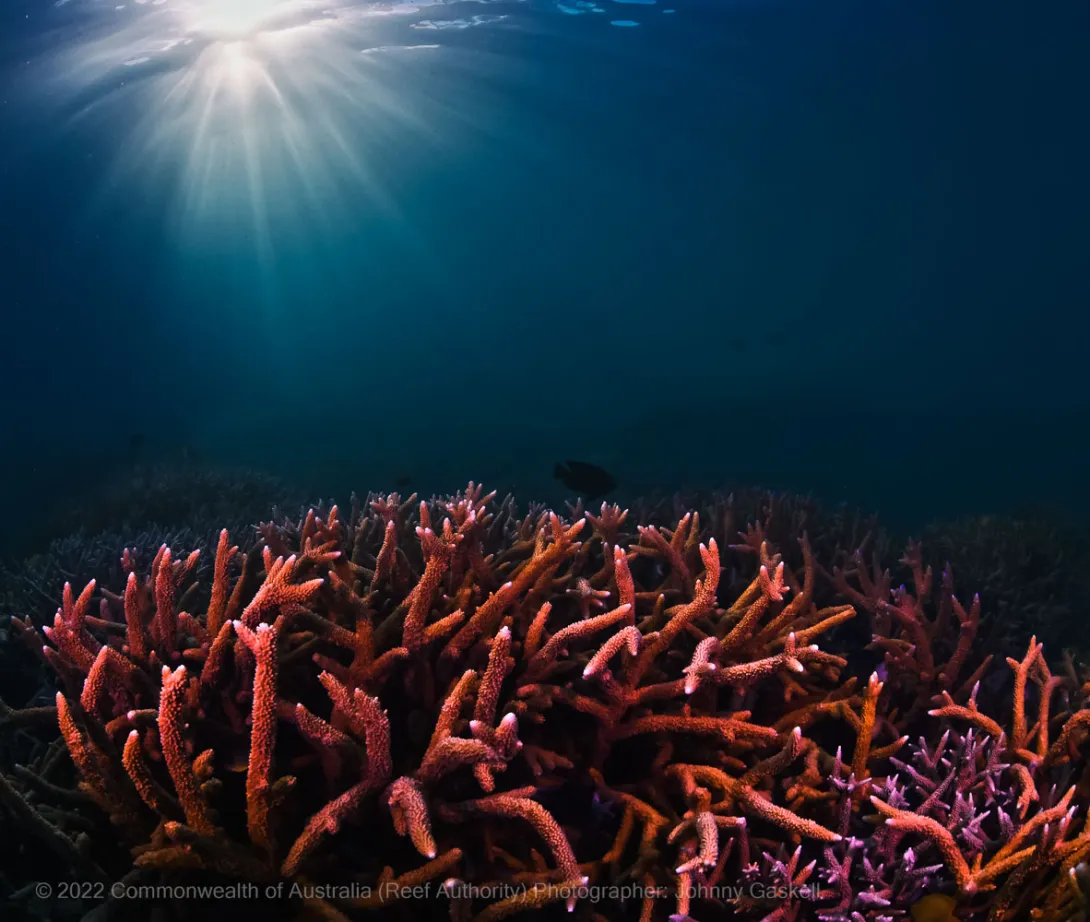Great Barrier Reef coral reef photograph – Australia - © Commonwealth of Australia – (Reef Authority) - Photographer: Johnny Gaskell
